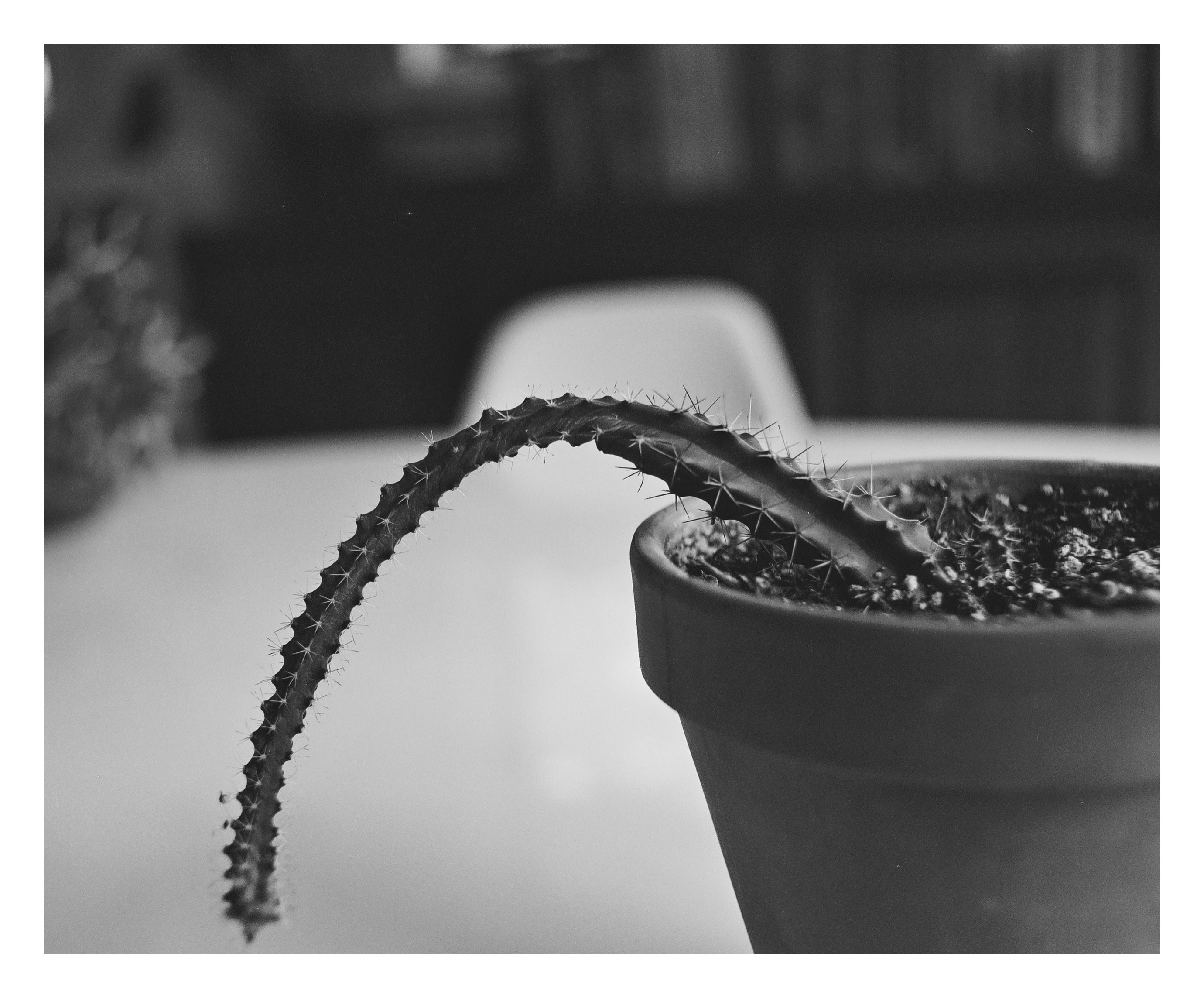 A young cactus arm bowed dramatically out of a small clay pot, fine spines catching the light, blurred bookshelf interior behind.