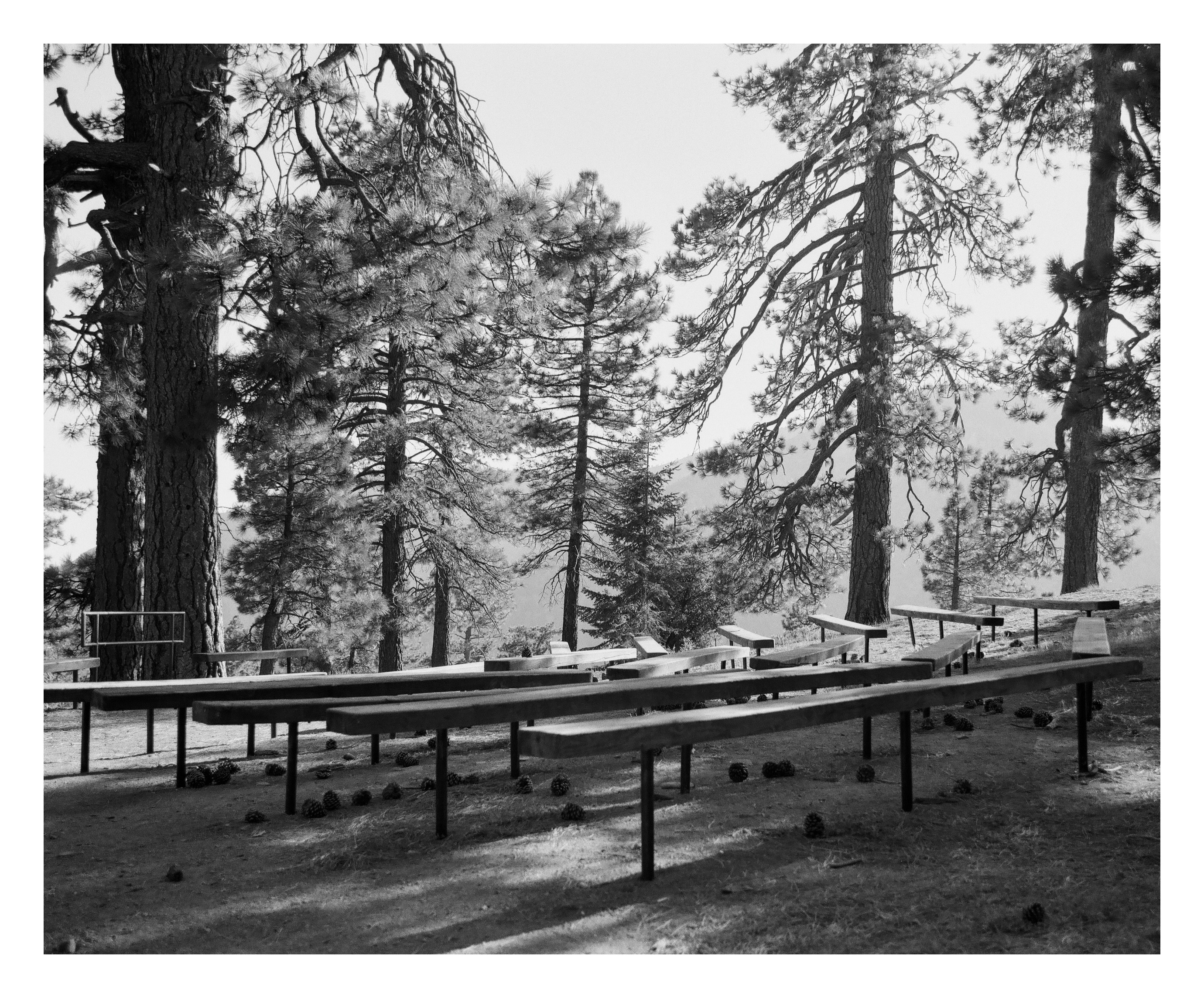 A long row of empty wooden bleachers in a clearing among tall pines, pine cones scattered on the ground.