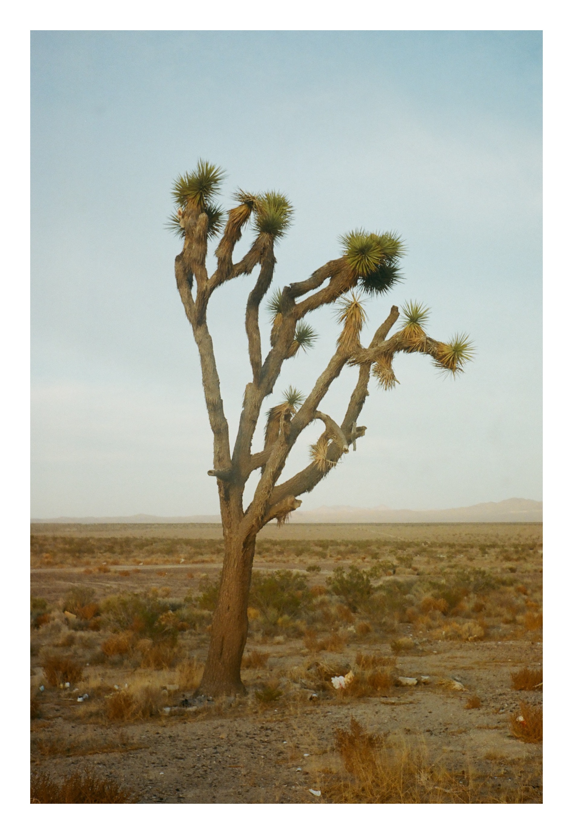 A solitary Joshua tree against a hazy desert sky and distant low mountains.